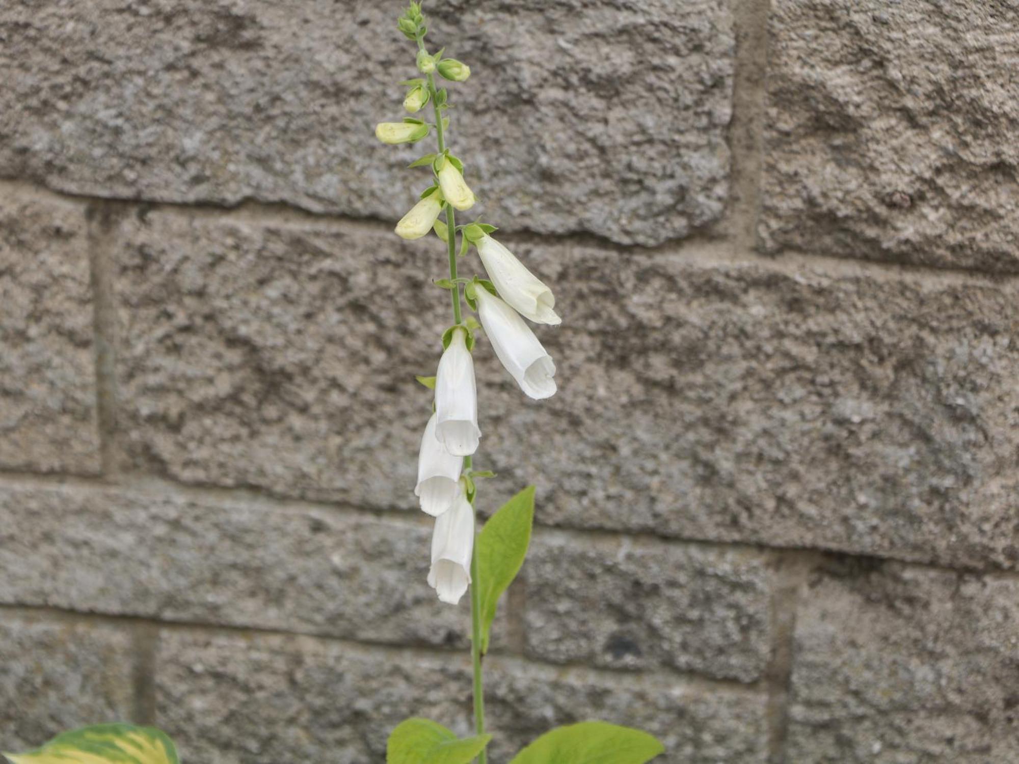 Foxgloves Castleton  Exterior photo